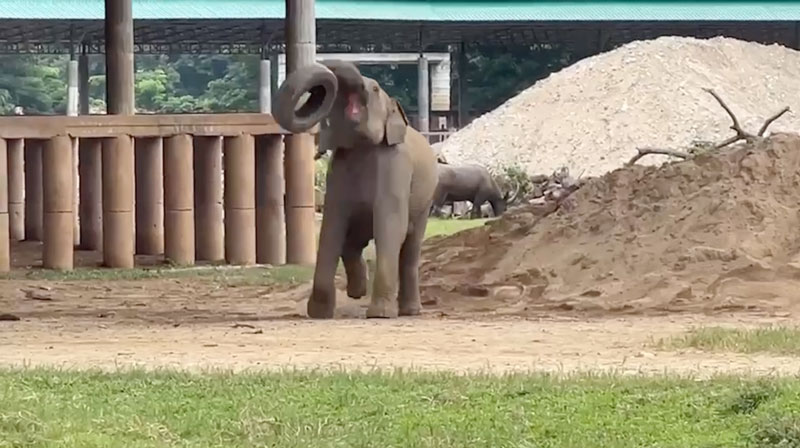 Are you bored of watching elephants playing with old tyres at Elephant Nature Park Sanctuary
