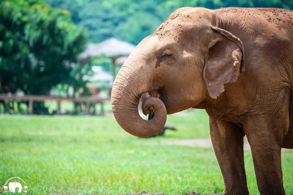 Meet Pikun at Elephant Nature Park Sanctuary Meet Pikun at Elephant Nature Park Sanctuary