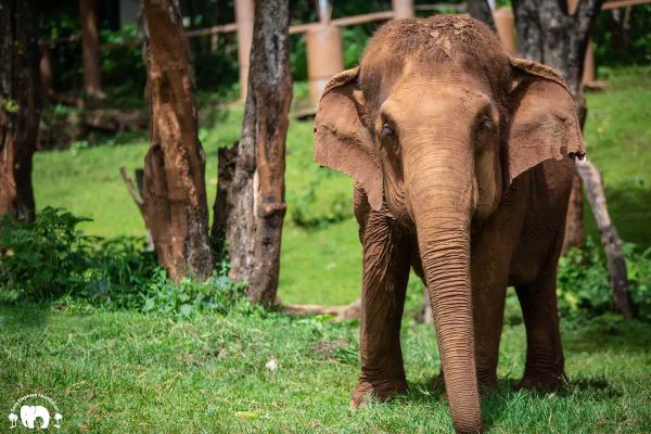 Meet Pookie at Elephant Nature Park Sanctuary