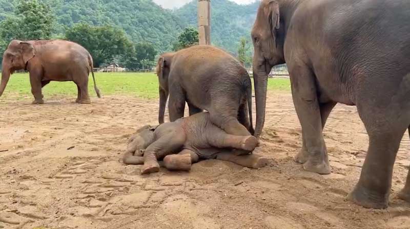 Fascinating Elephant Communication at Elephant Nature Park