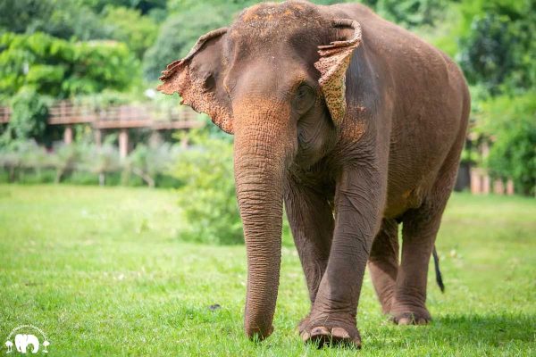 Meet Raya at Elephant Nature Park Sanctuary