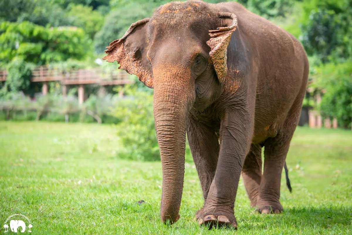 Meet Raya at Elephant Nature Park Sanctuary