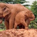 Baby Elephant Sa Ngae And Nanny Sooksai Enjoy Muddy Fun
