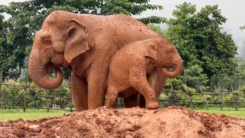 Baby Elephant Sa Ngae and Nanny Sooksai enjoy Muddy Fun at Elephant Nature Park Elephant Sanctuary in Chiang Mai