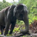 Elephant Conservation Includes Meeting Essential Enrichment Needs