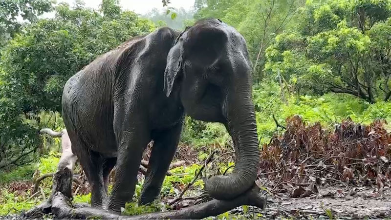 Elephant Conservation includes meeting essential enrichment needs at Elephant Nature Park Sanctuary