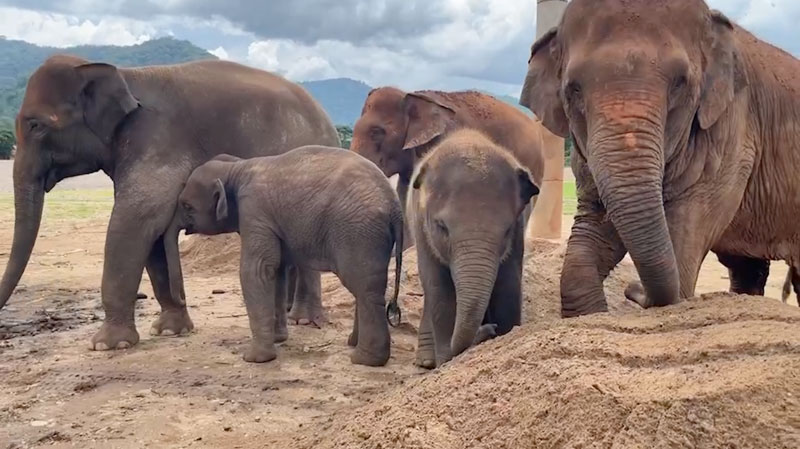 Sleepy baby elephants at Elephant Nature Park Sanctuary in Chiang Mai