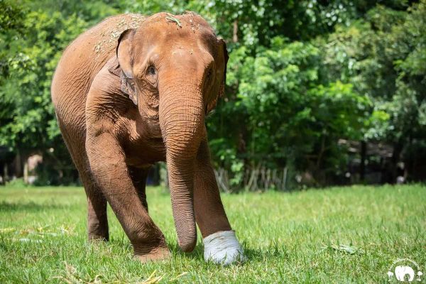 Meet Thai Koon at Elephant Nature Park Sanctuary Meet Thai Koon at Elephant Nature Park Sanctuary