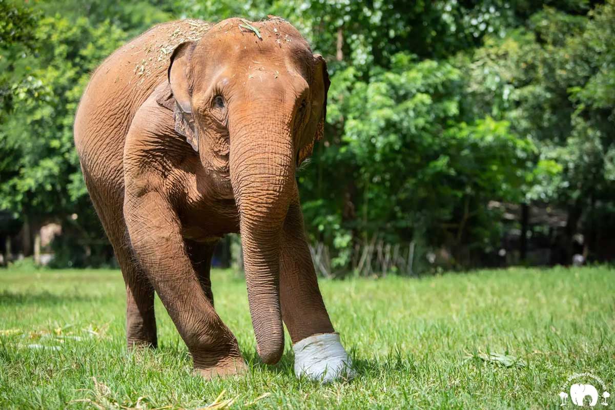 Meet Thai Koon at Elephant Nature Park Sanctuary