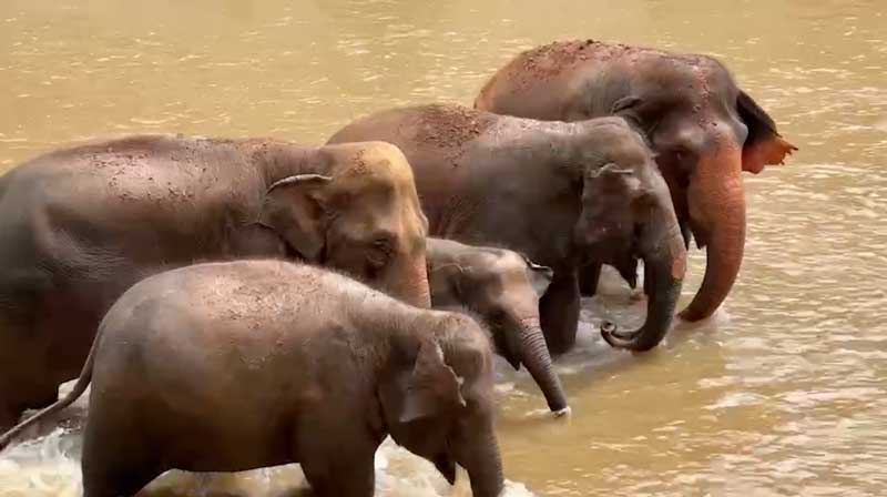 Elephant Conversation, deep intelligence and social bonds at Elephant Nature Park