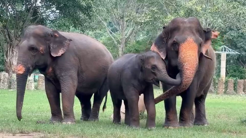 The scent of a friend brings great excitement to WanMai at Elephant Nature Park Sanctuary