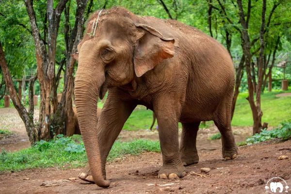 Meet Warunee at Elephant Nature Park Sanctuary