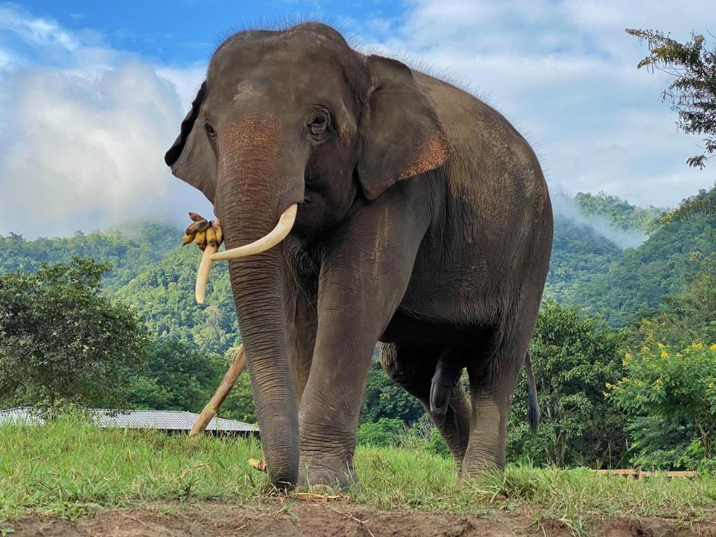 Before & After - Gluay Hom After 1 year at Elephant Nature Park