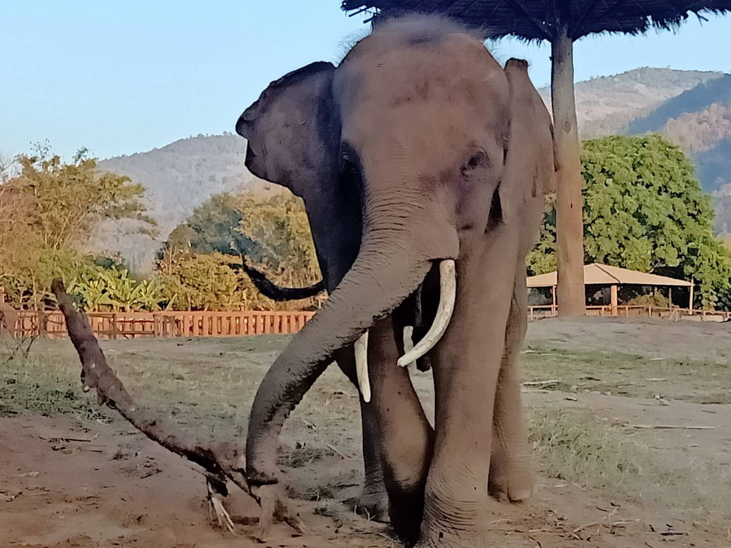 Gluay Hom Enjoying a Healthier and Happy Life