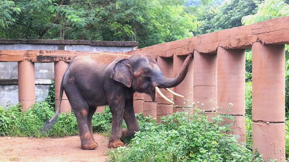 Happiness of elephants is the greatest reward for Elephant Nature Park.