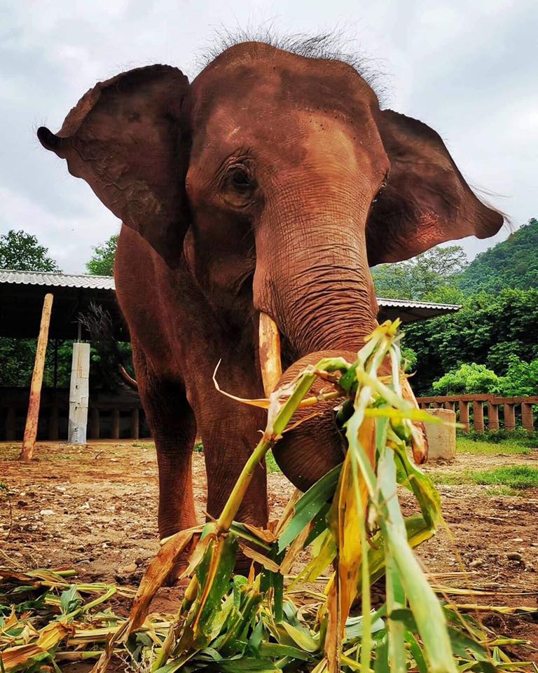Welcome Home to our new Elephant Nature Park family member Gluay Hom