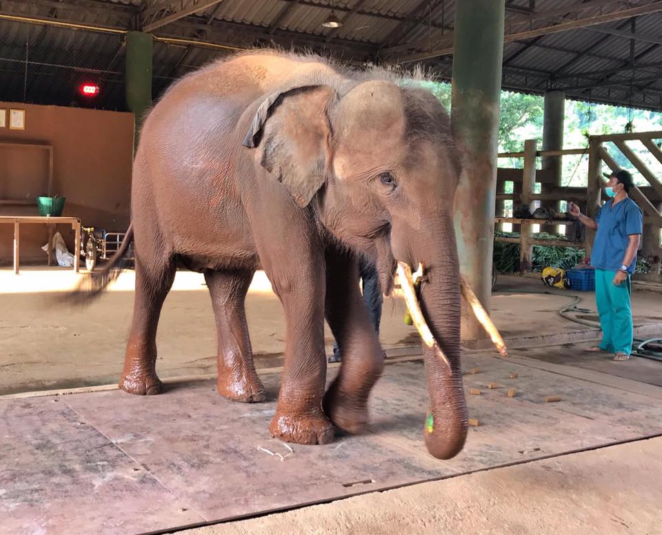 Gluay Hom Update After 1 Month at Elephant Nature Park