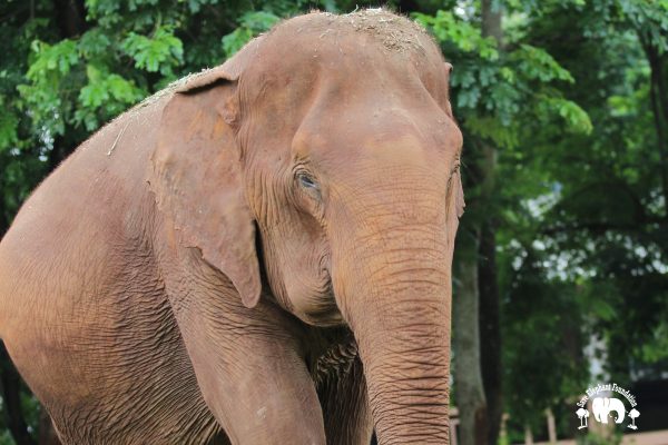Meet the Elephant Fah Mui at Elephant Nature Park Sanctuary