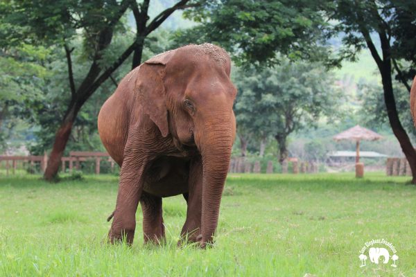 Meet the Elephant Fah Mui at Elephant Nature Park Sanctuary Meet the Elephant Fah Mui at Elephant Nature Park Sanctuary