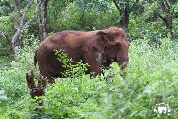 Meet the Elephant Hope at Elephant Nature Park Sanctuary Meet the Elephant Hope at Elephant Nature Park Sanctuary