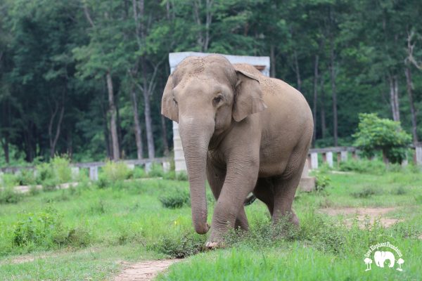 Meet the Elephant Hope at Elephant Nature Park Sanctuary Meet the Elephant Hope at Elephant Nature Park Sanctuary