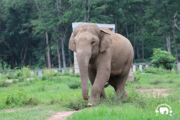 Meet the Elephant Hope at Elephant Nature Park Sanctuary