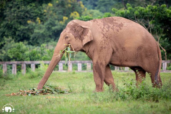 Meet the Elephant Hope at Elephant Nature Park Sanctuary Meet the Elephant Hope at Elephant Nature Park Sanctuary