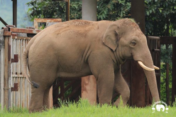 Meet the Elephant Thong Suk at Elephant Nature Park Sanctuary Meet the Elephant Thong Suk at Elephant Nature Park Sanctuary
