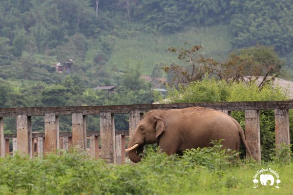Meet the Elephant Thong Suk at Elephant Nature Park Sanctuary
