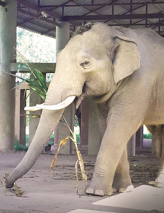 Elephant of the week 17 September 2019: Thong Suk (Jungle Boy)