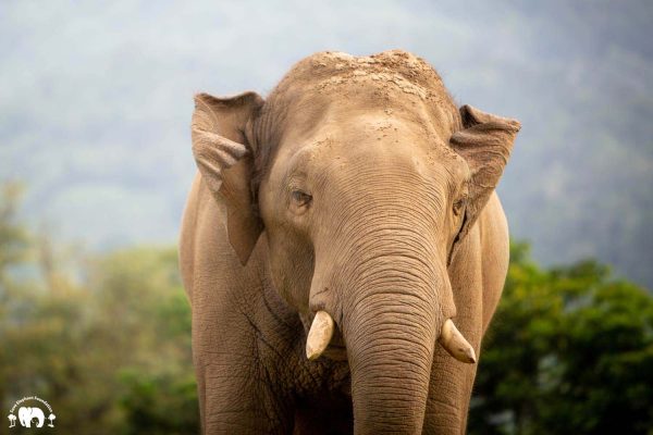 Meet the Elephant Thong Suk at Elephant Nature Park Sanctuary