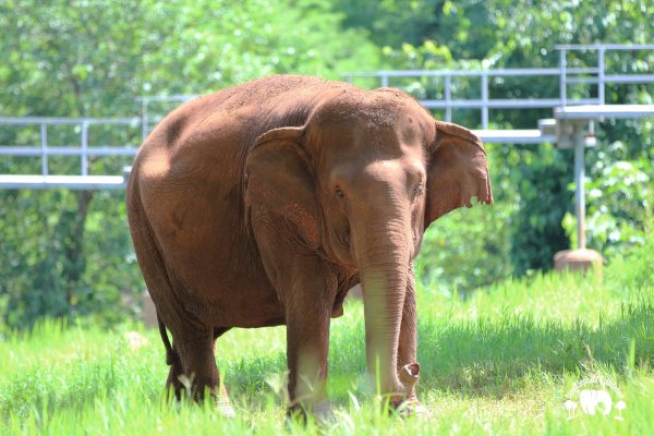 Meet the Elephant Pookie at Elephant Nature Park Sanctuary