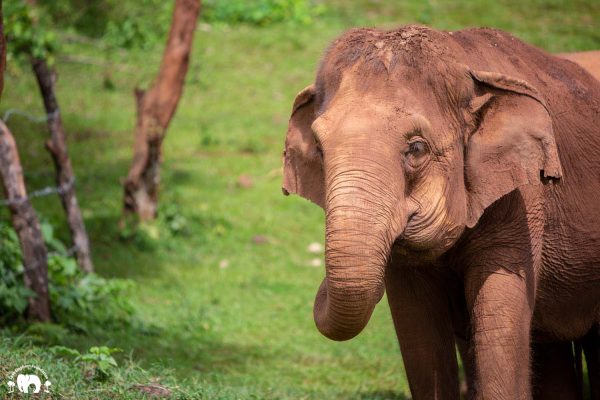 Meet the Elephant Pookie at Elephant Nature Park Sanctuary