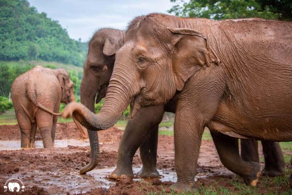 Meet the Elephant Pookie at Elephant Nature Park Sanctuary