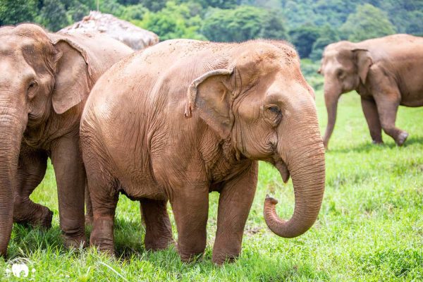 Meet the Elephant Rattana Kham at Elephant Nature Park Sanctuary