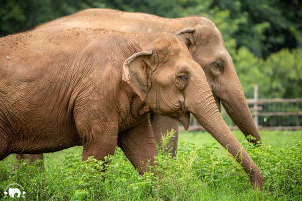 Meet the Elephant Rattana Kham at Elephant Nature Park Sanctuary