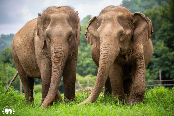 Meet the Elephant Rattana Kham at Elephant Nature Park Sanctuary