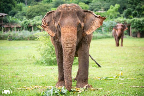 Meet the Elephant Raya at Elephant Nature Park Sanctuary