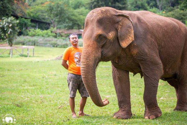 Meet the Elephant Raya at Elephant Nature Park Sanctuary