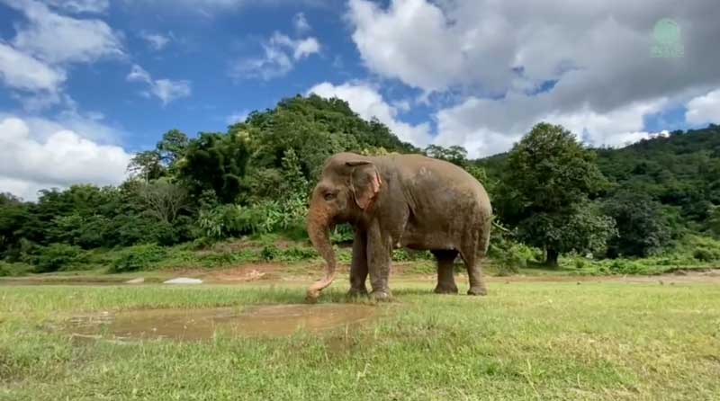 Peaceful Afternoon Atmosphere at Elephant Nature Park Sanctuary