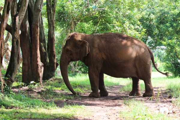 Meet the Elephant Warunee at Elephant Nature Park Sanctuary Meet the Elephant Warunee at Elephant Nature Park Sanctuary
