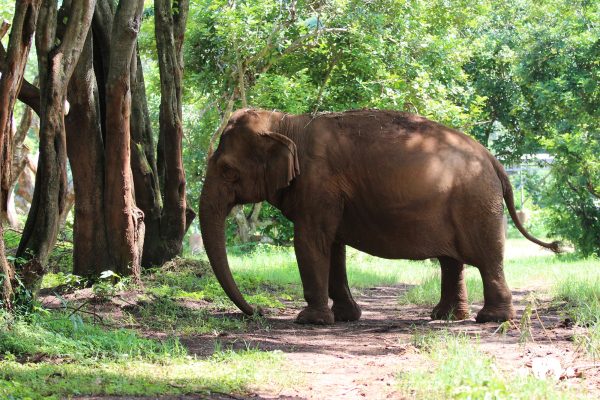 Meet the Elephant Warunee at Elephant Nature Park Sanctuary