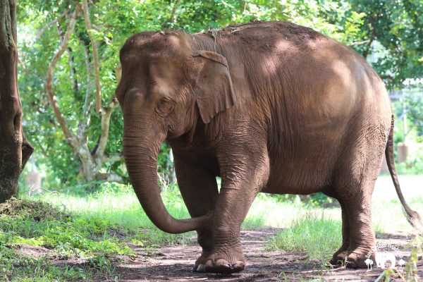 Meet the Elephant Warunee at Elephant Nature Park Sanctuary