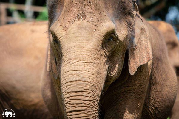 Meet the Elephant Warunee at Elephant Nature Park Sanctuary