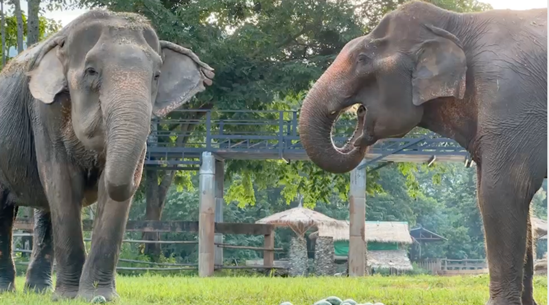 Arun and Rudee savour the simple pleasures of life in the sanctuary of Elephant Nature Park
