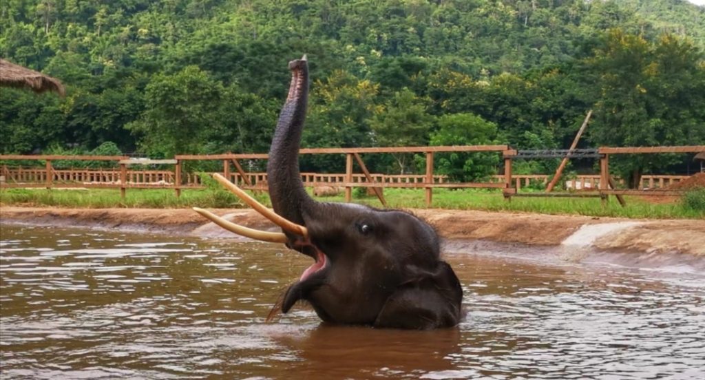 It has been a month since Gluay Hom arrived at Elephant Nature Park