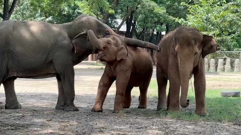 Baitoey & Baby WanMai Visit Grandma Dipor at Elephant Nature Park