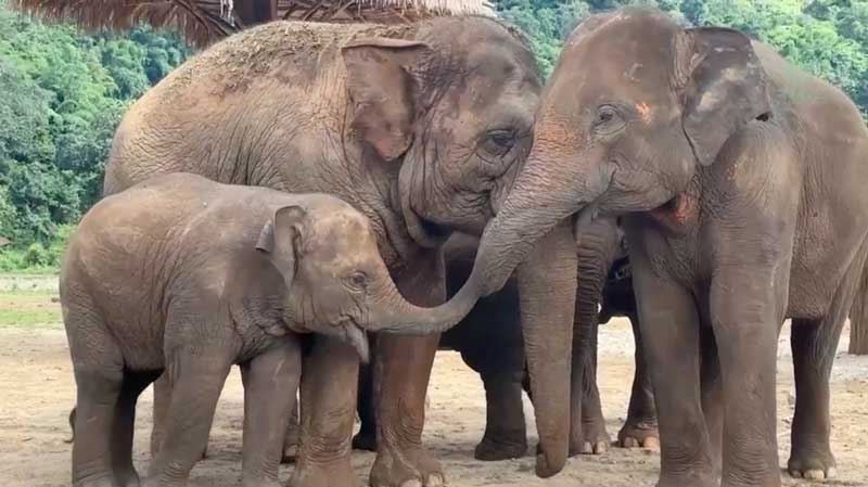 Elephant Nature Park Sanctuary Elephant of the Week 18 September 2023: Chaba