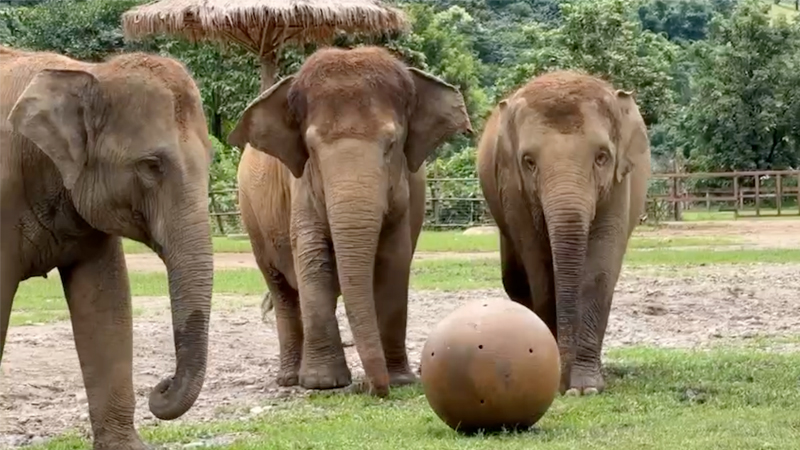 Chana engages the interest of her sister and nanny, SaiThong and Ploythong