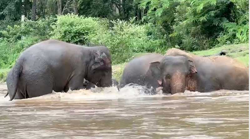 Chompu and MuayLek embraced and protected by a true family